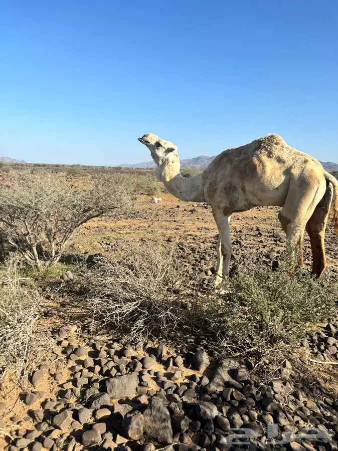 مكه المكرمه 2