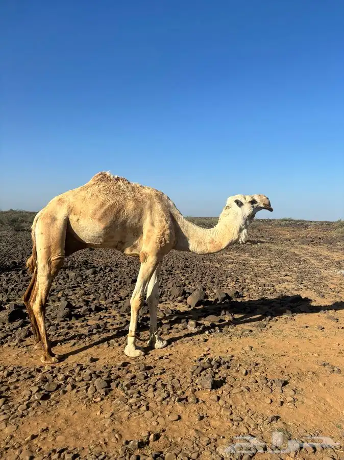 مكه المكرمه 4