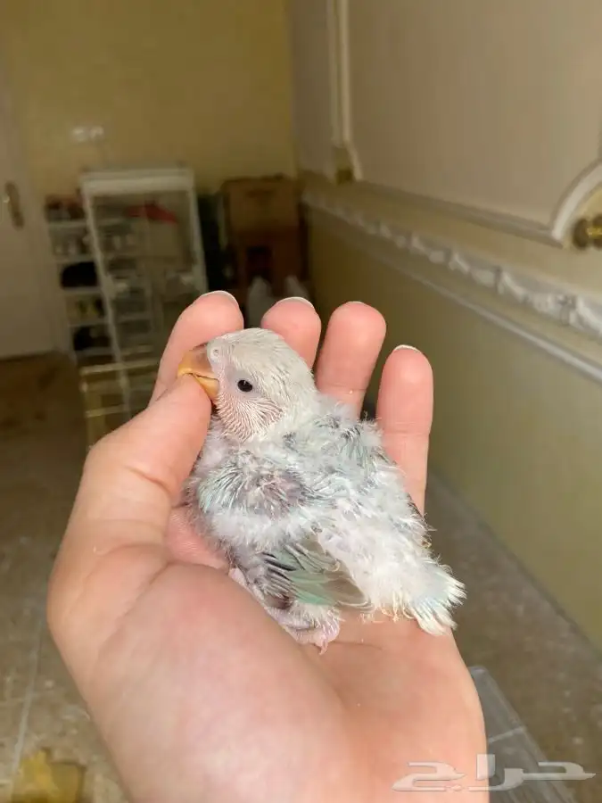 فروخ روز اليفه مجنون غر 4