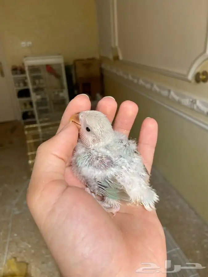 فروخ روز اليفه مجنون غر 2