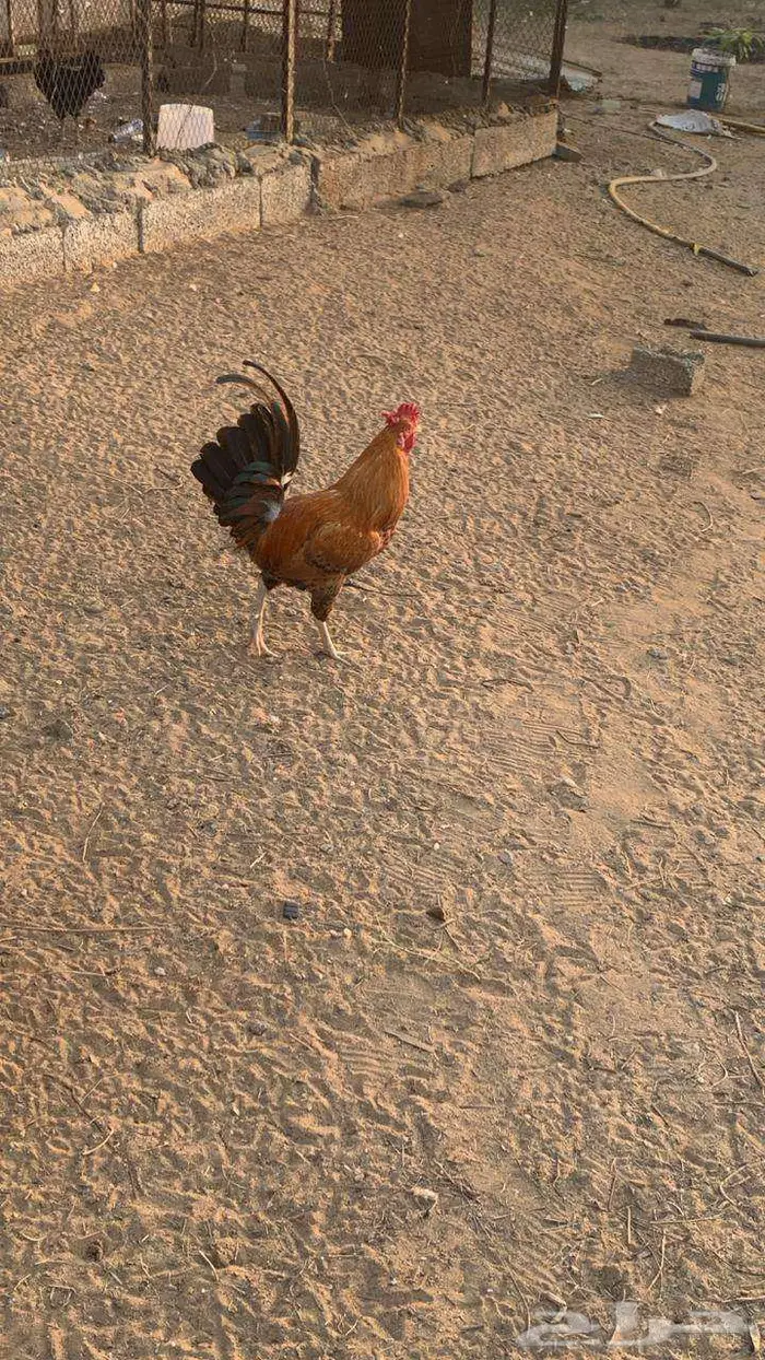 2ديوكه 3