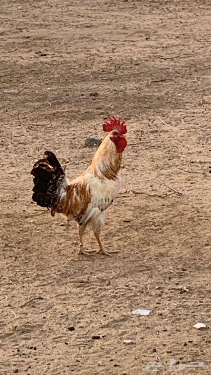 2ديوكه 2