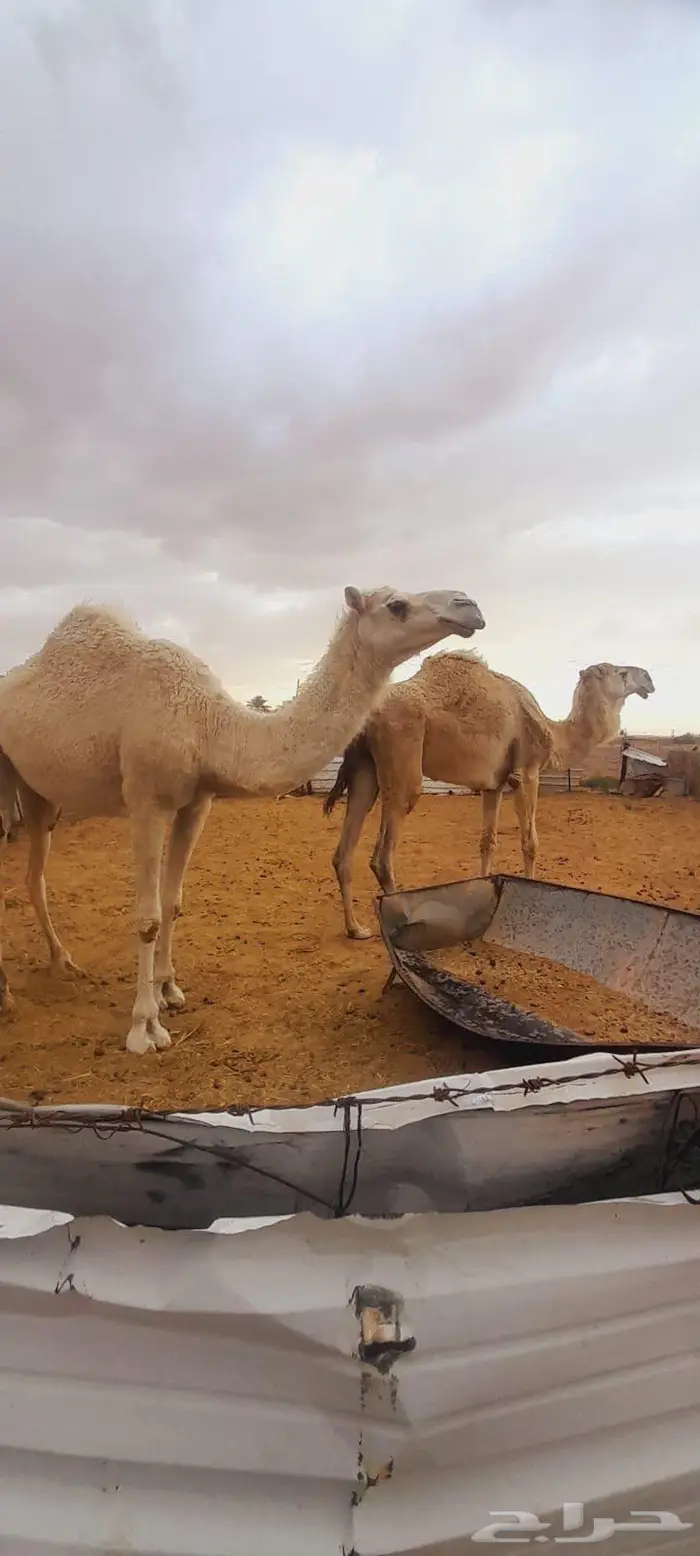 بكره وقعودللبيع 1