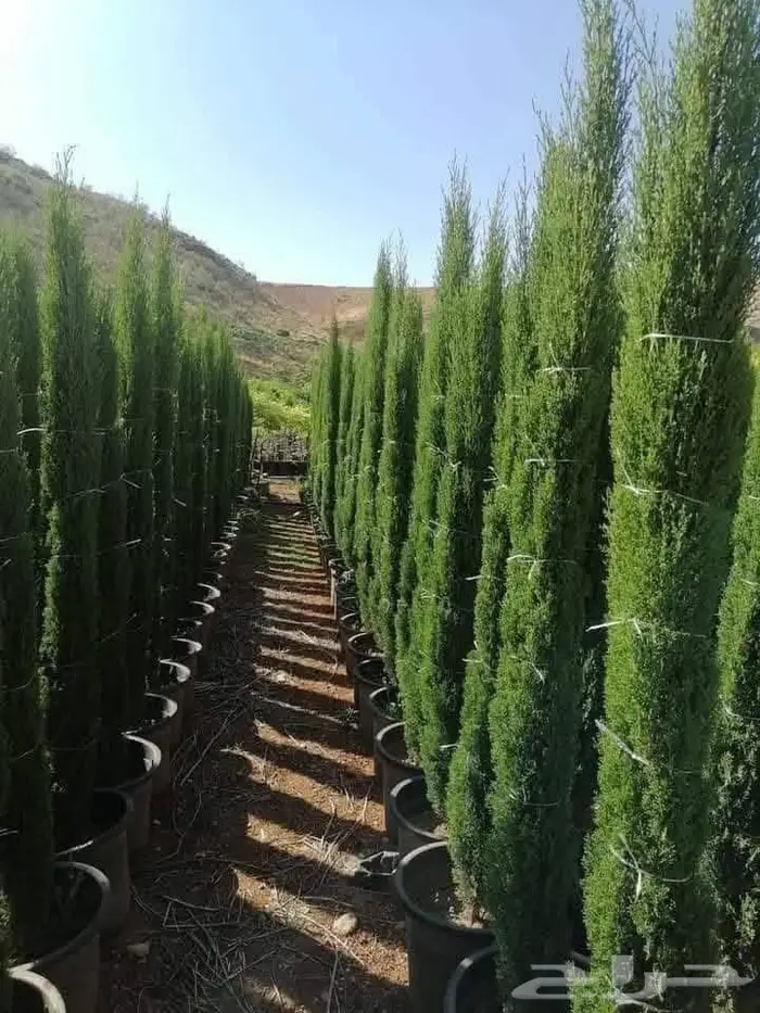 زراعه وحدائق 3