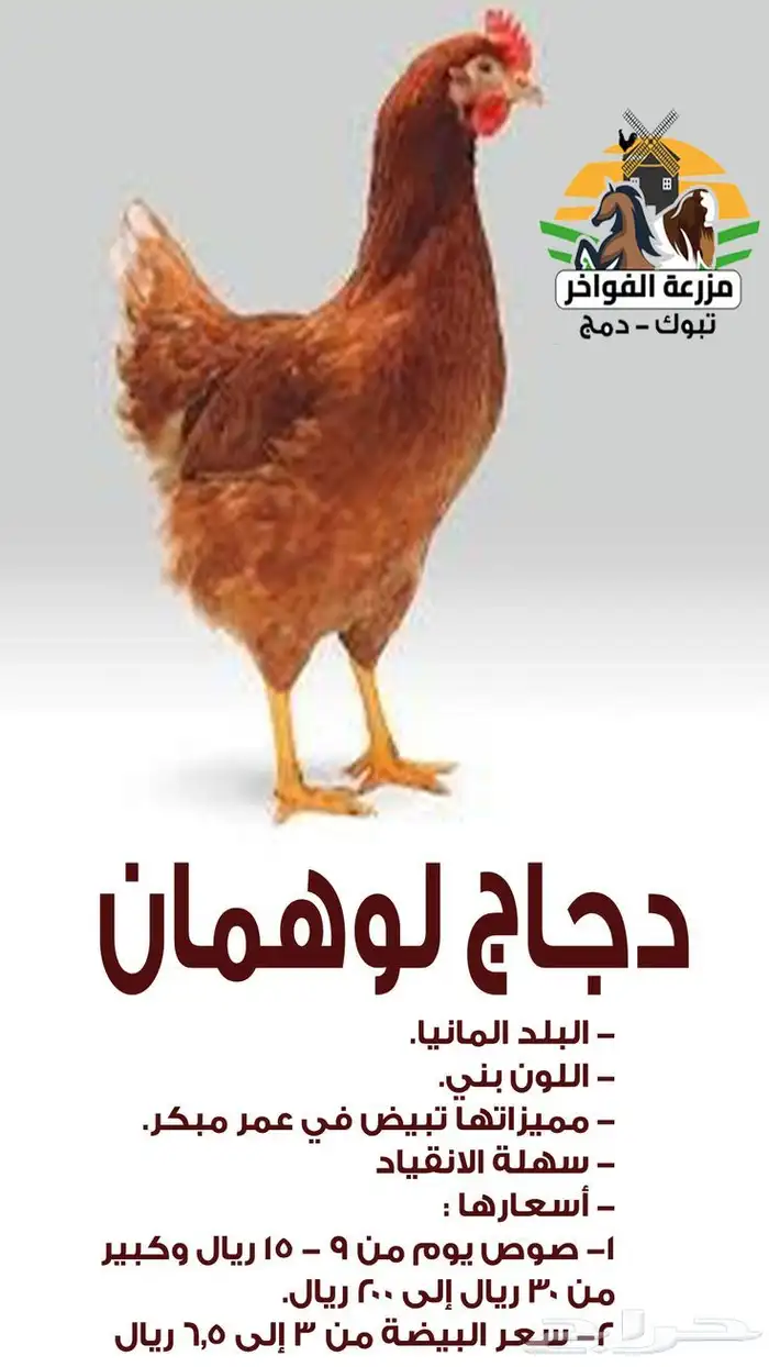 بيض دجاج لوهمان مخصب 1