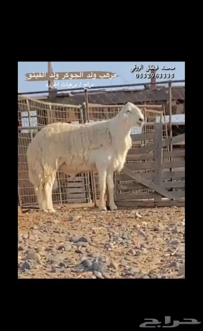 مشروع فحل حري صنف 3