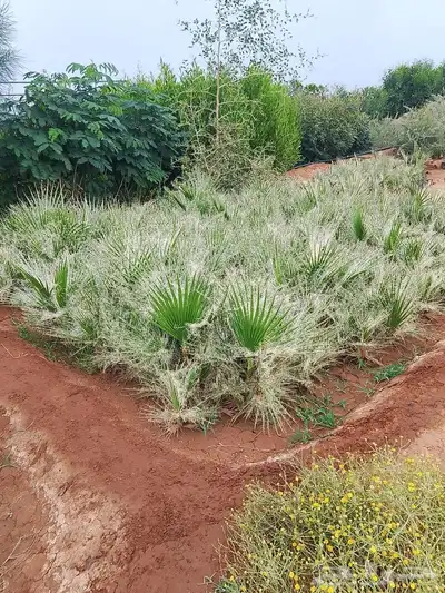 نخيل واشنطني زينة 5