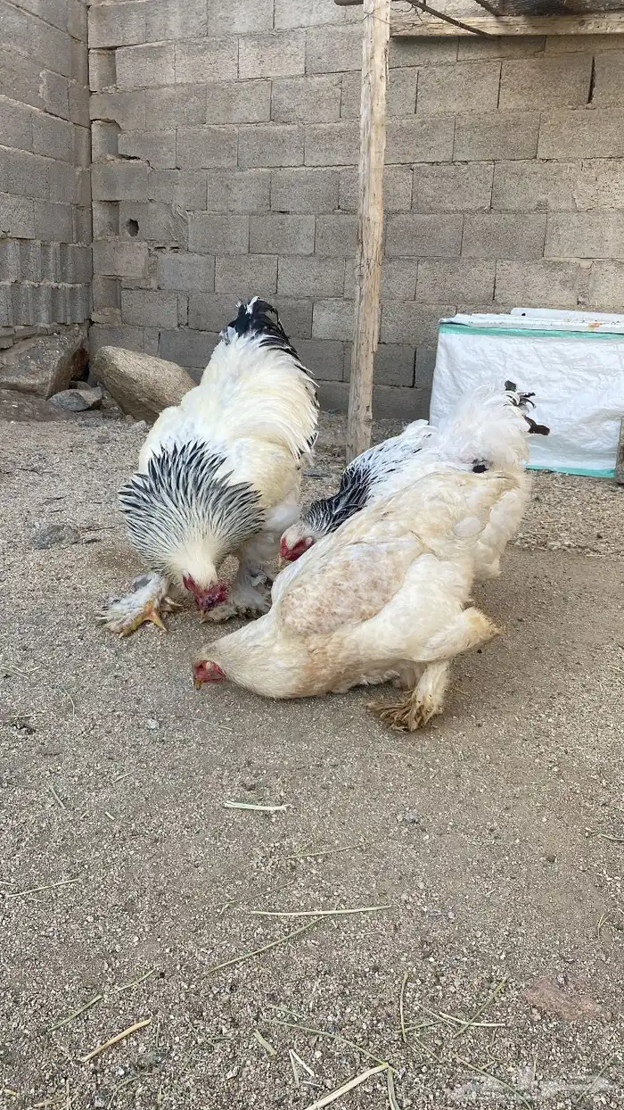 طقم براهما كلومبي( تم البيع) 2