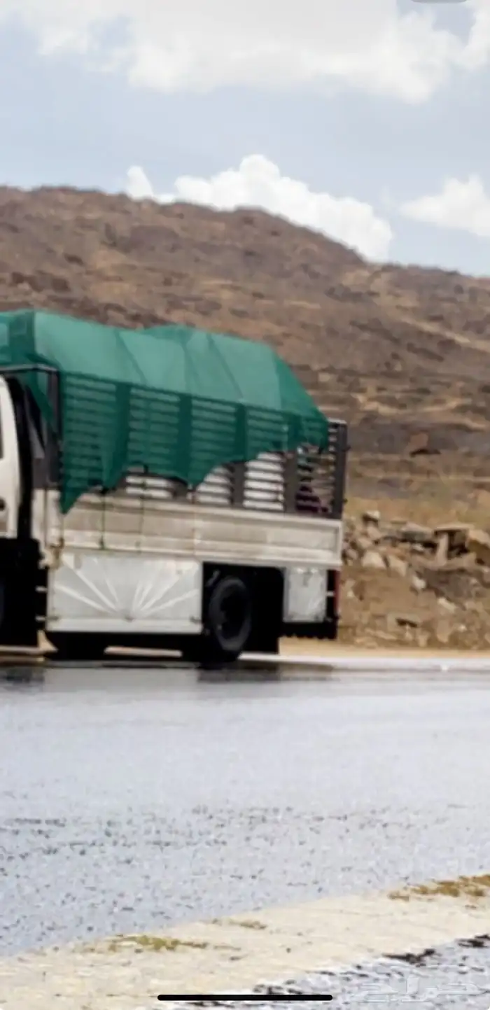 دينا مشوير 0