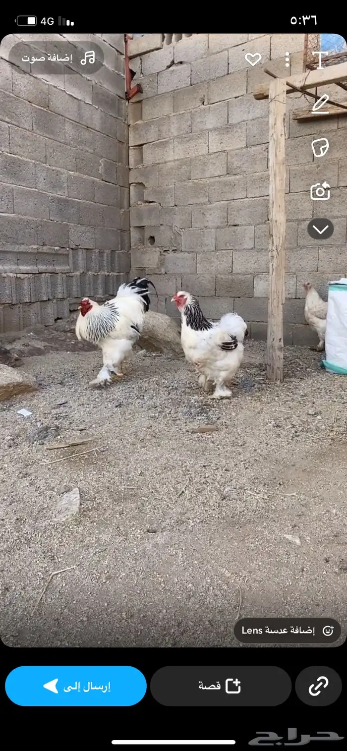 طقم براهما كلومبي( تم البيع) 0