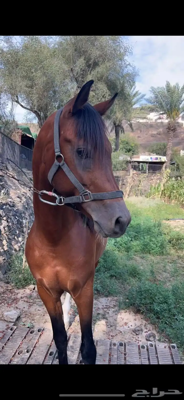 حصان كفو شعبي طرب 1