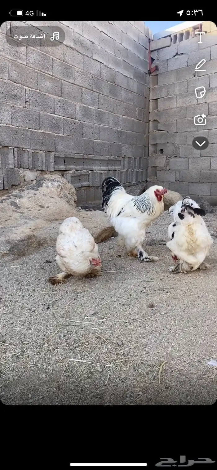 طقم براهما كلومبي( تم البيع) 1