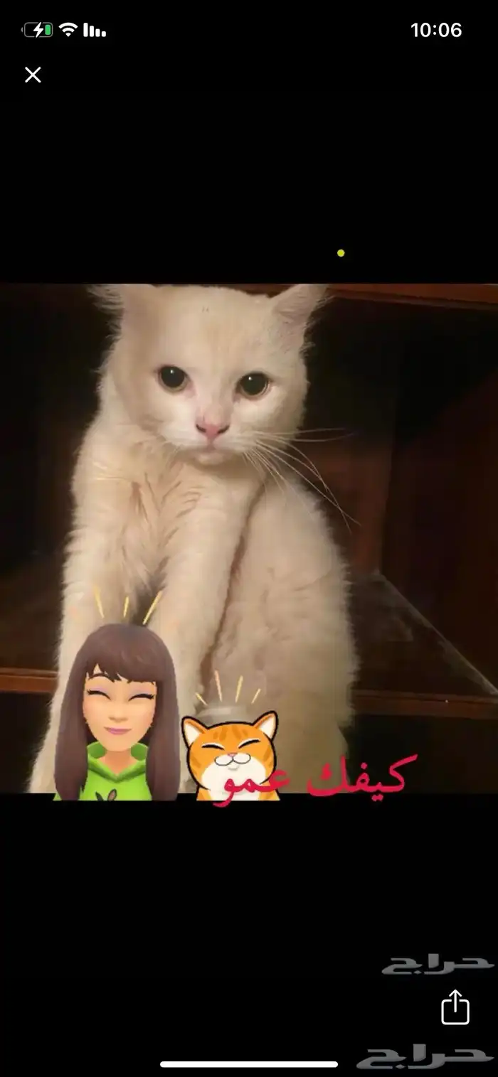 قط ضايع 0