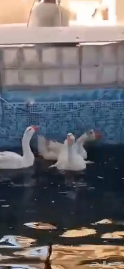 حده ذهبان 3