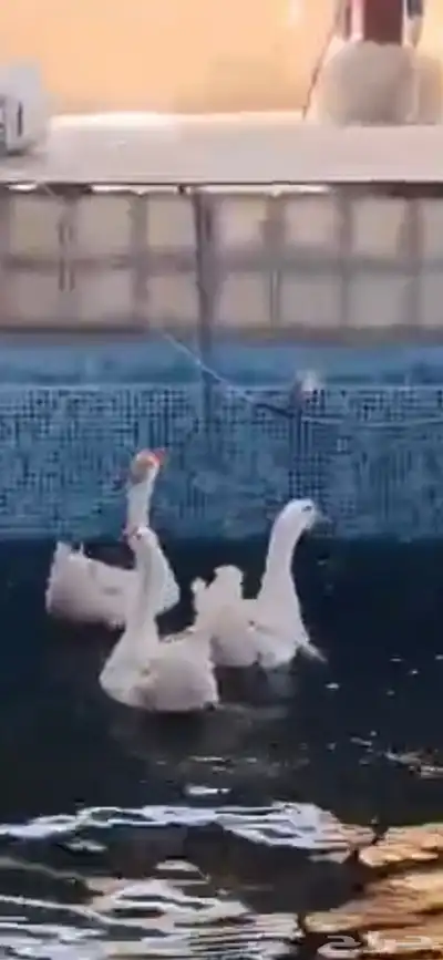حده ذهبان 2
