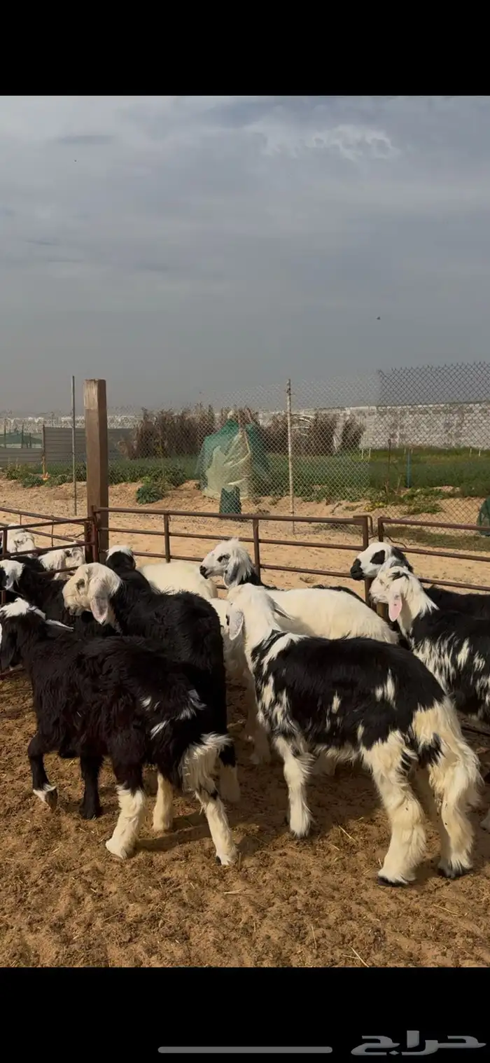 خرفان نجد ذبايح 0