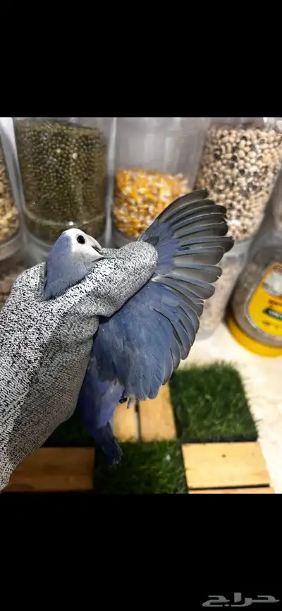 زوج روز محلل للانتاج 2