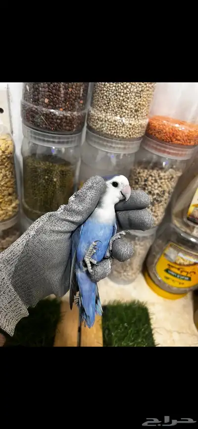 زوج روز محلل للانتاج 1