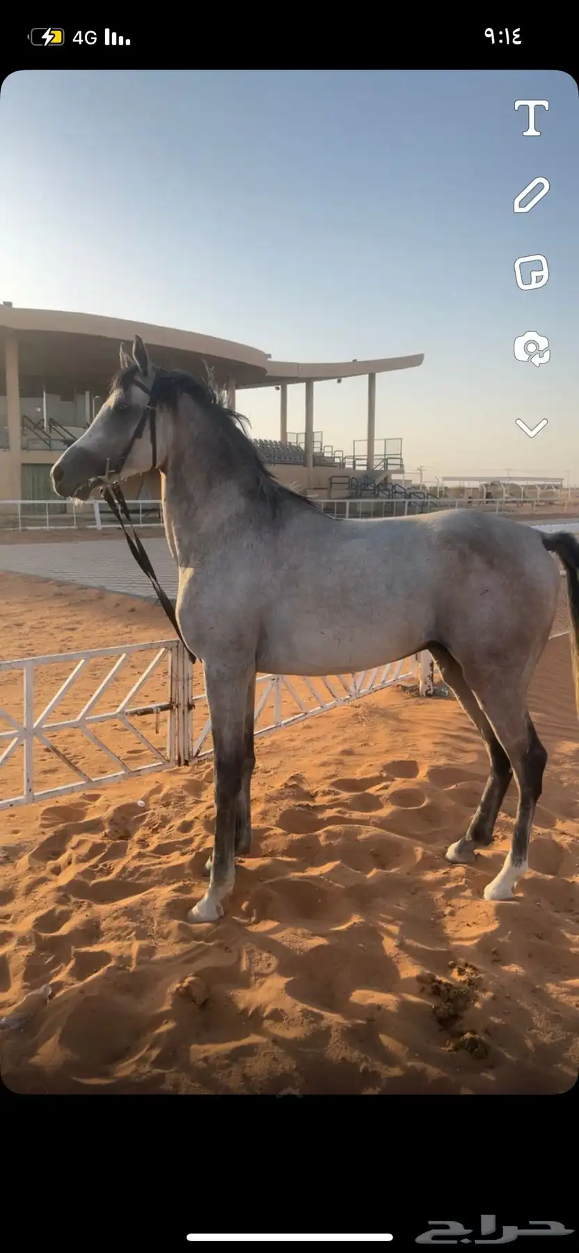 حصان شعبي 0