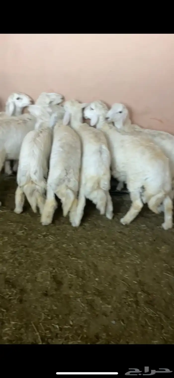 طليان جبره 0
