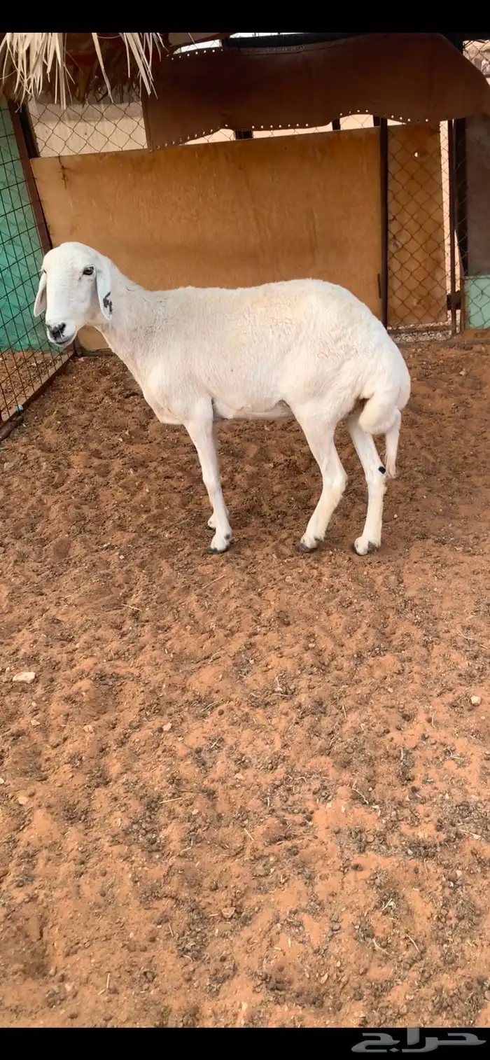 شاه حريه طيبه 2
