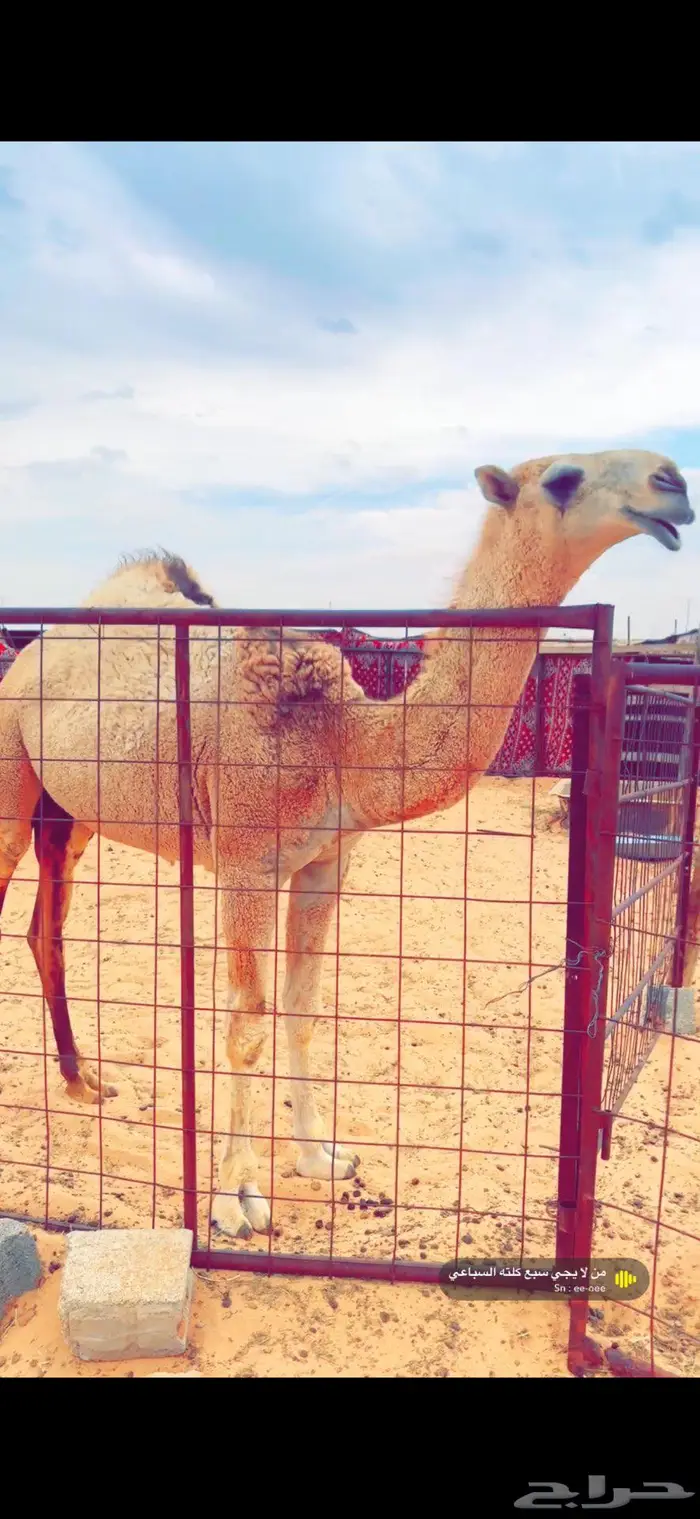 بكره رمانيه عمرها 11 شهر وشرط اطيب من التصوير والسوم 25 0