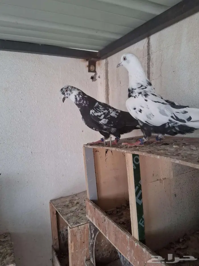 جوز قطايف نمش معاريف ( تم البيع ) 1