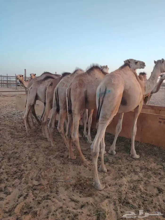 قعدان صومالى تربيه 1