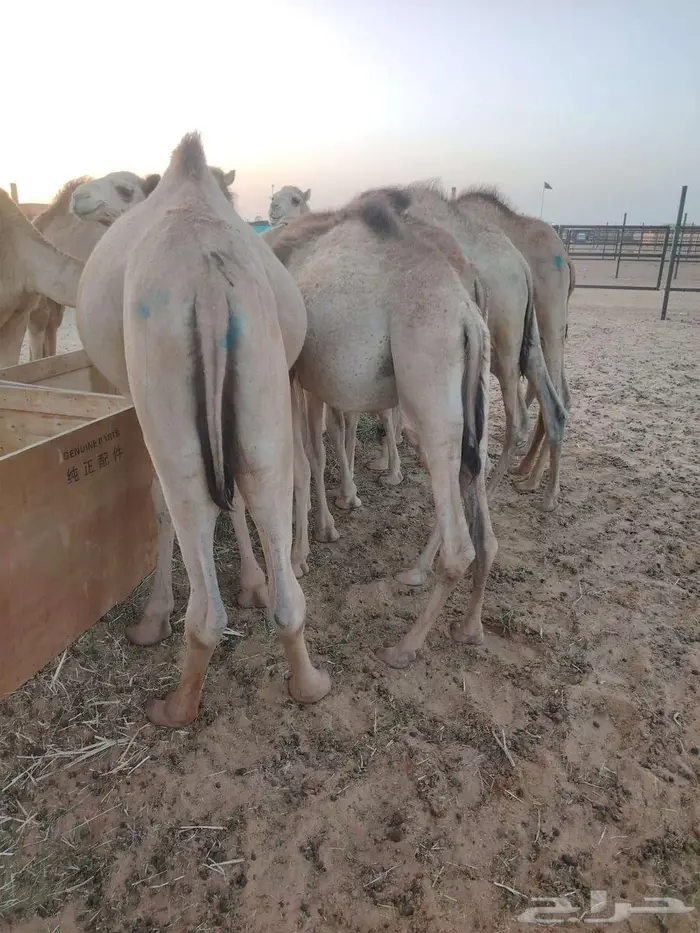 قعدان صومالى تربيه 3