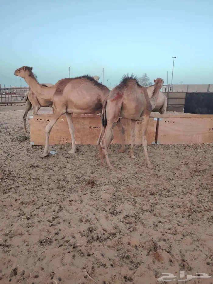 قعدان صومالى تربيه 0