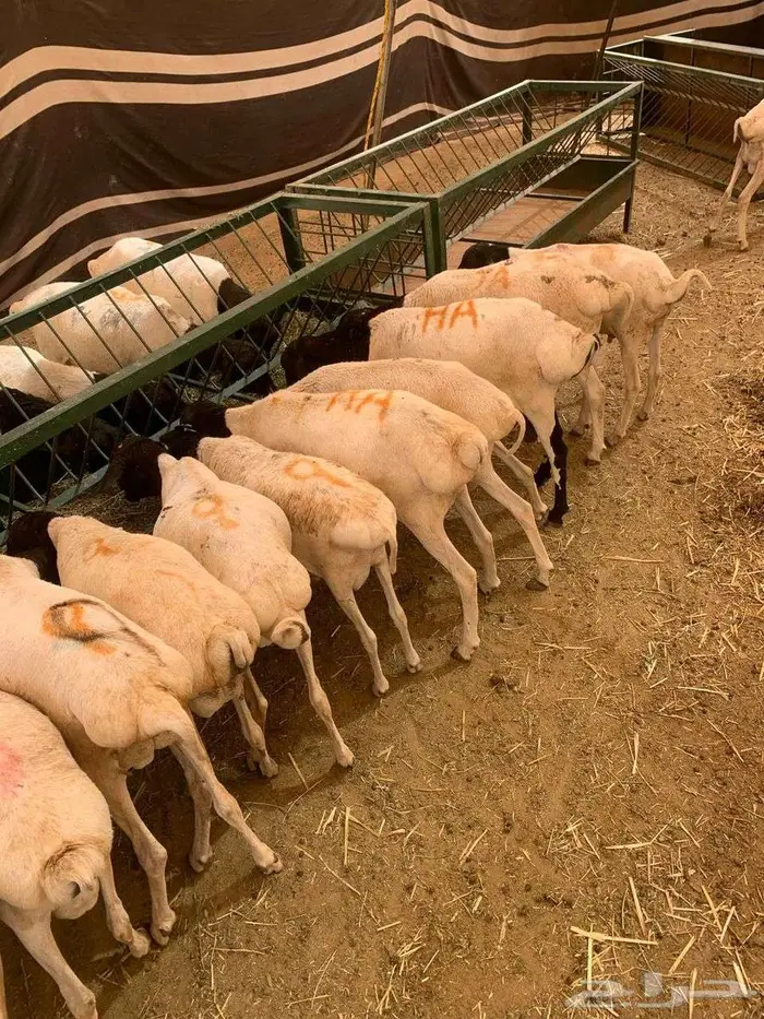 طليان بربري وتيوس السعر 500 1