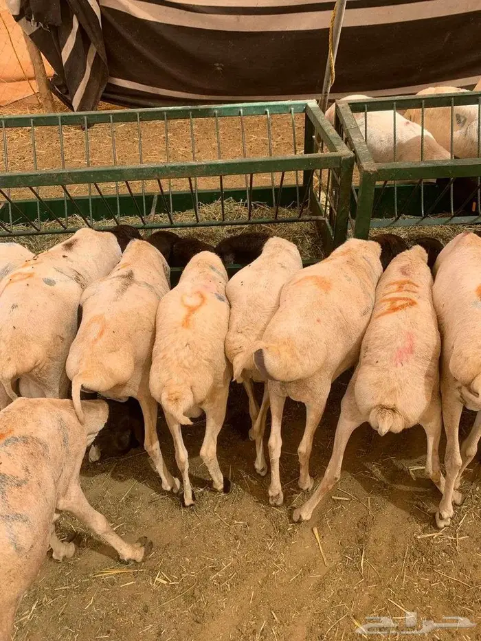 طليان بربري وتيوس السعر 500 0