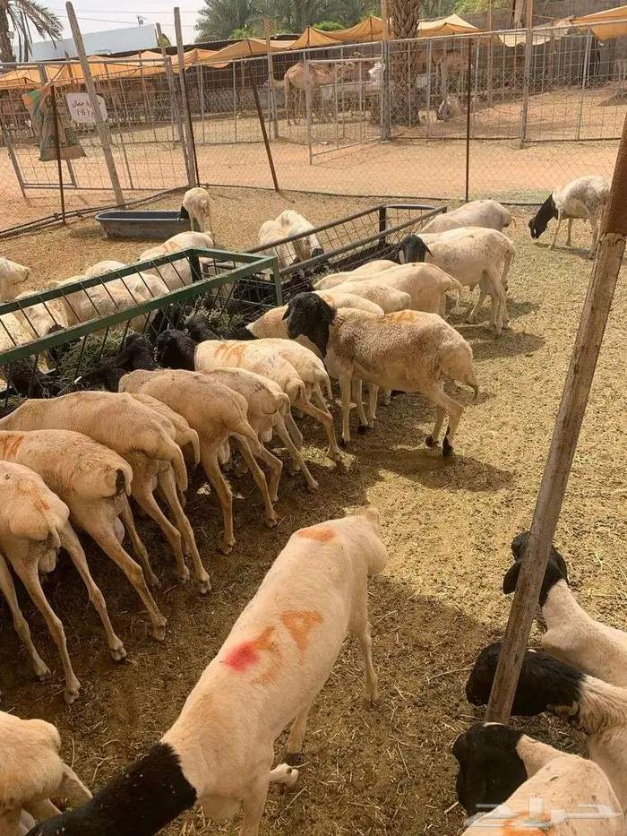 طليان بربري وتيوس السعر 500 2