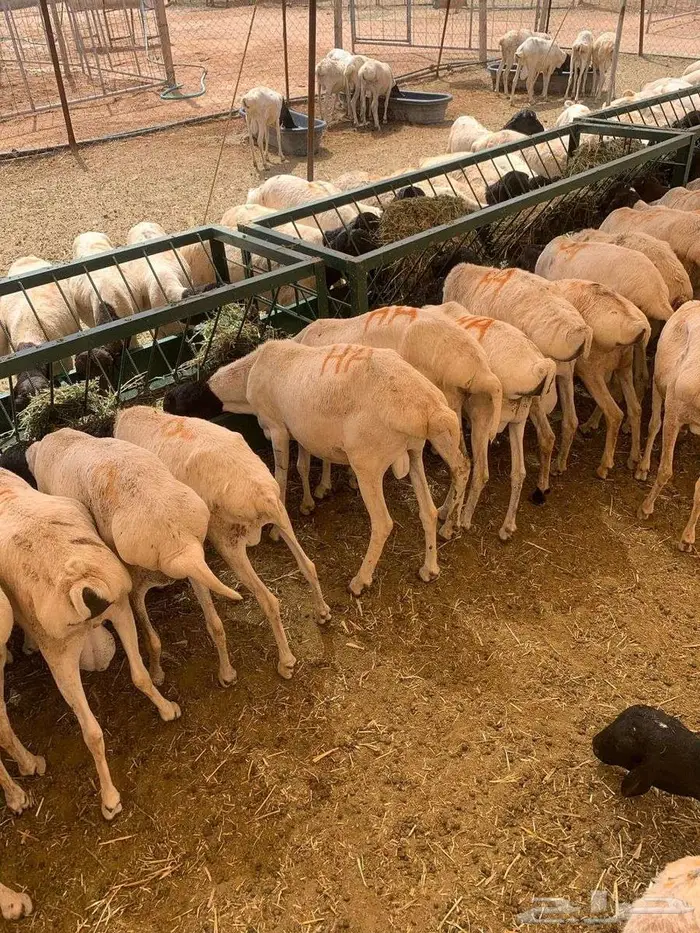 طليان بربري وتيوس السعر 500 3