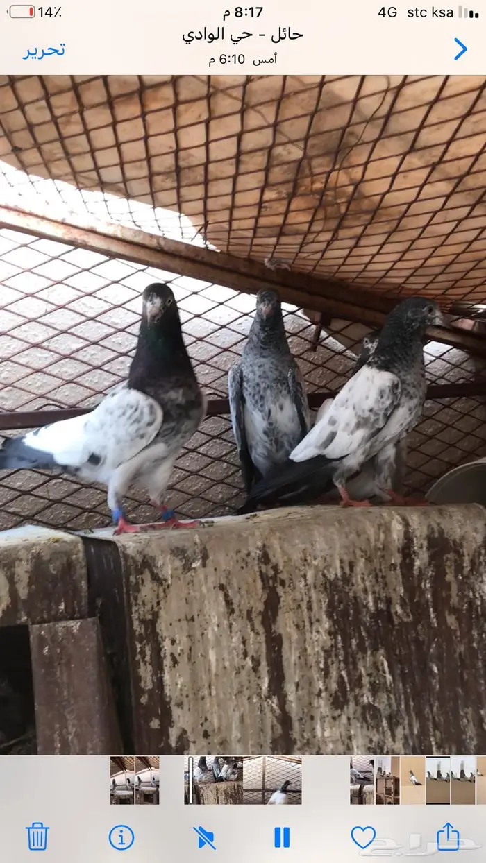 طبة تيدي بيور مطير قوي 1