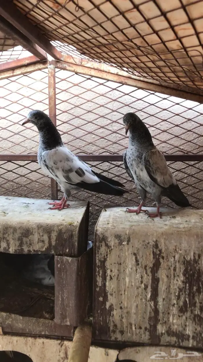 طبة تيدي بيور مطير قوي 0