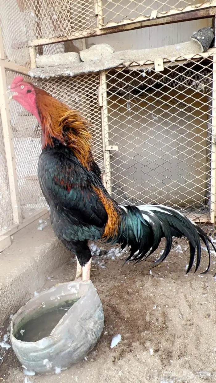 ديك بلجيكي 0