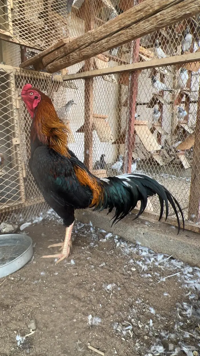 ديك بلجيكي 2
