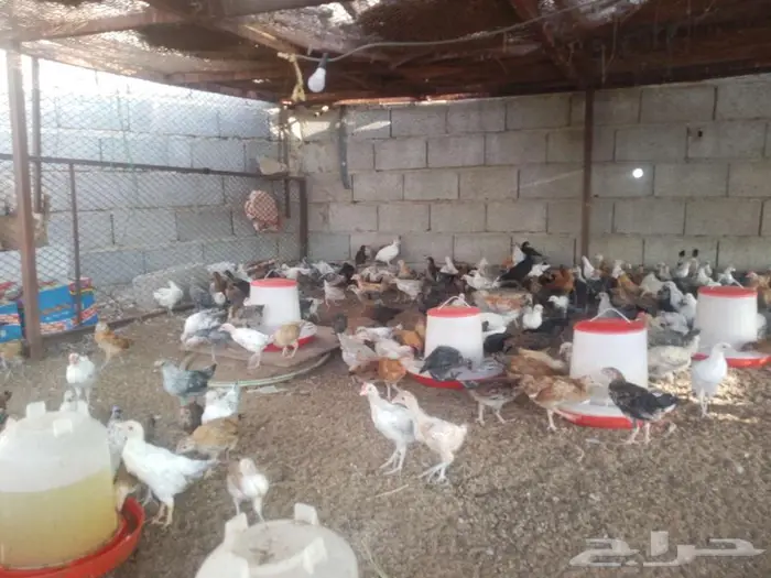 فروخ دجاج 5