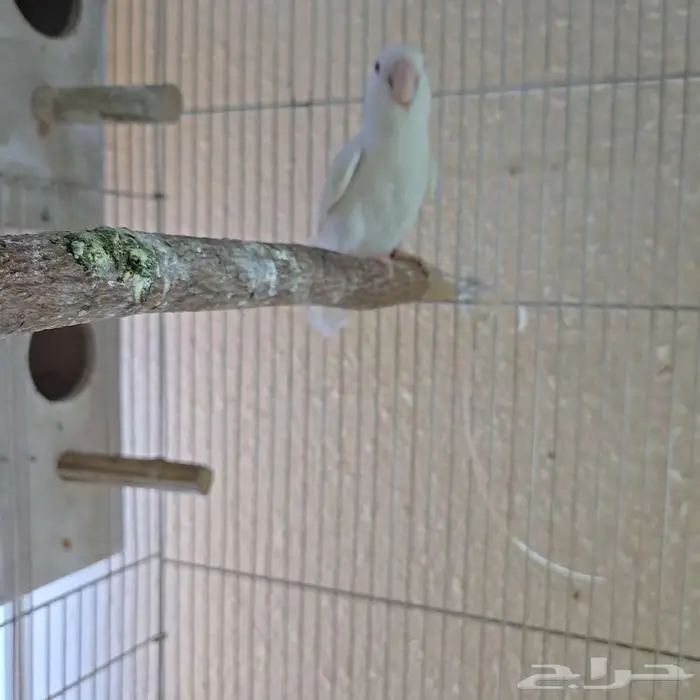 متوفر ازوج روز منتجه بفروخها 3