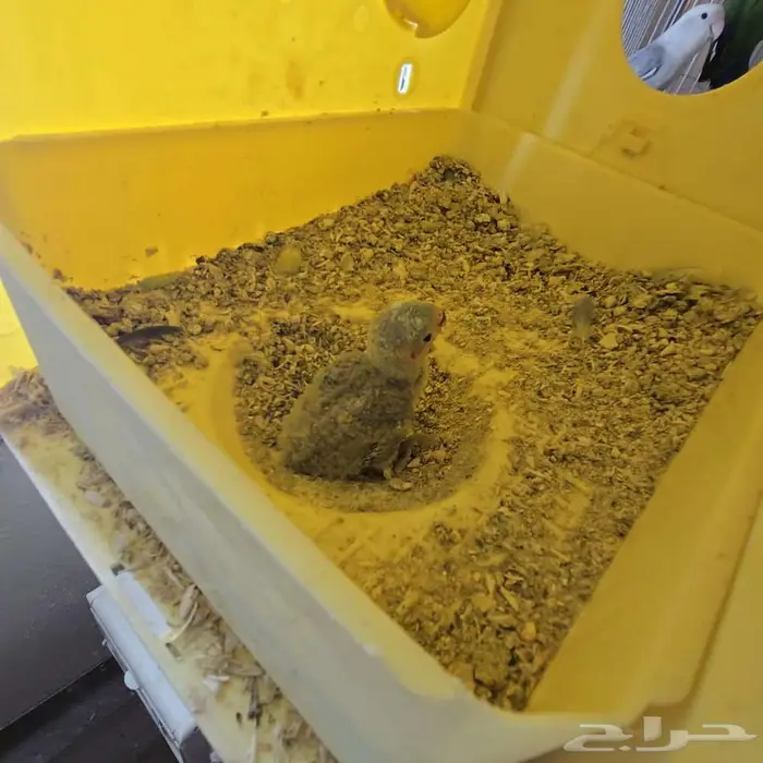 متوفر ازوج روز منتجه بفروخها 5