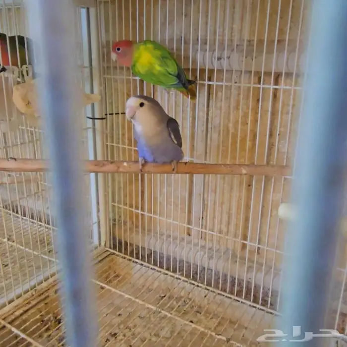 متوفر ازوج روز منتجه بفروخها 4