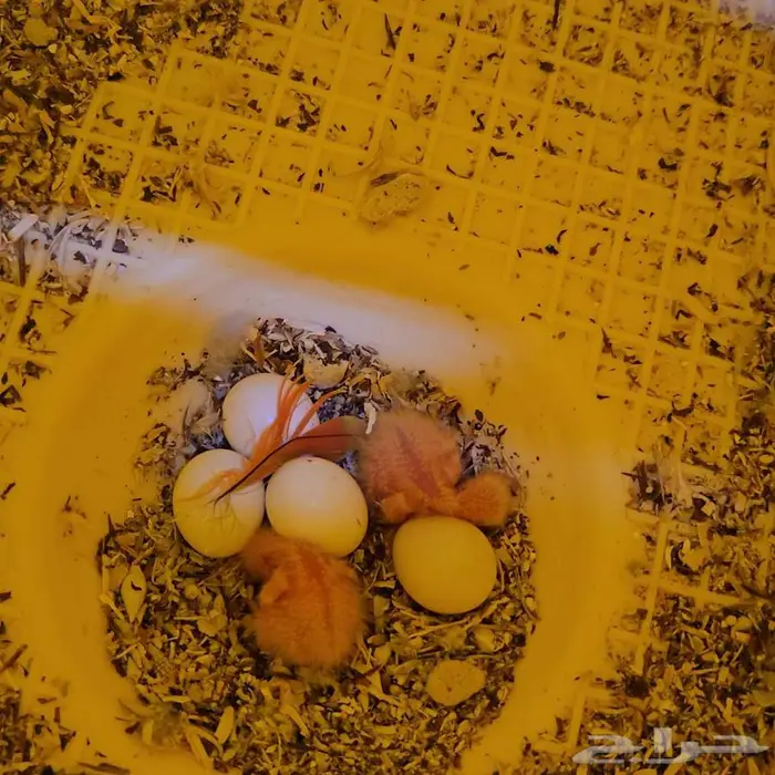 متوفر ازوج روز منتجه بفروخها 1