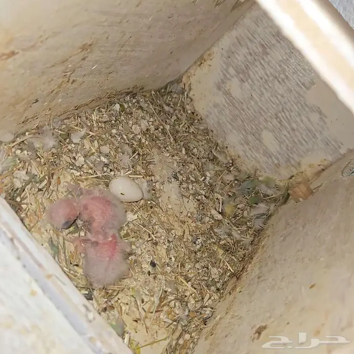 متوفر ازوج روز منتجه بفروخها 0