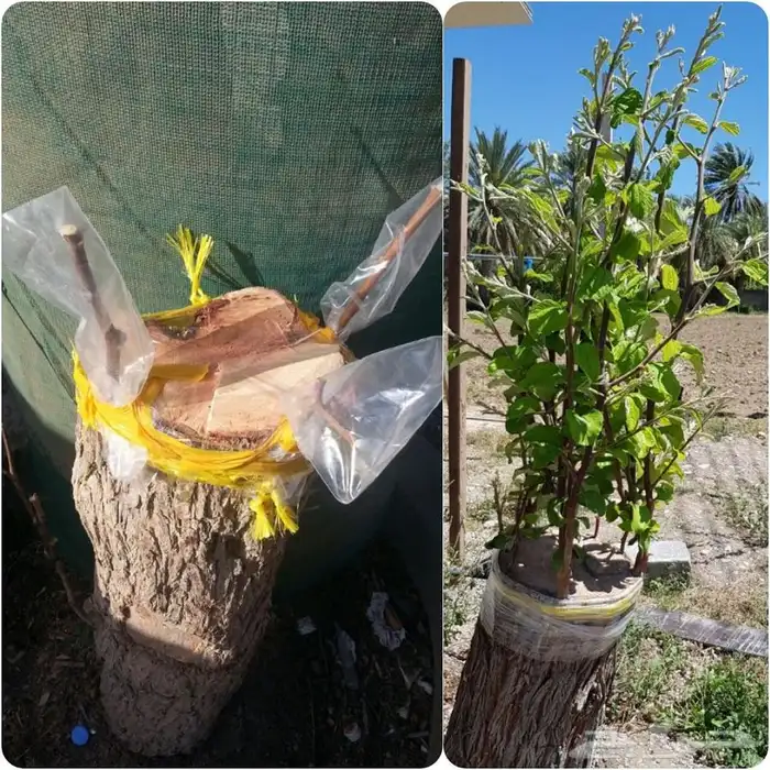 تطعيم سدر صيني تفاحي حمضيات او اي شجر 1