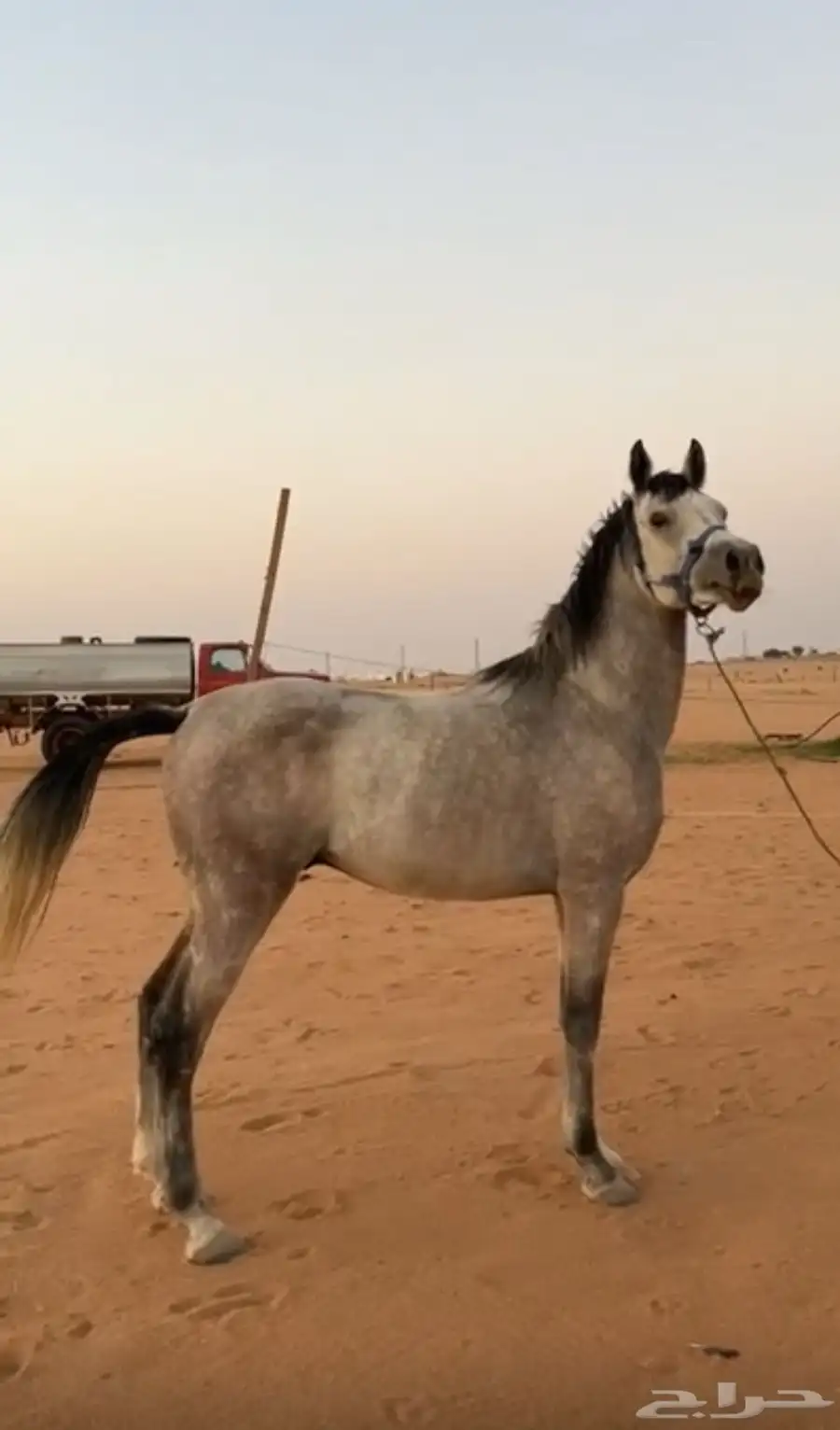 حصان شعبي 2