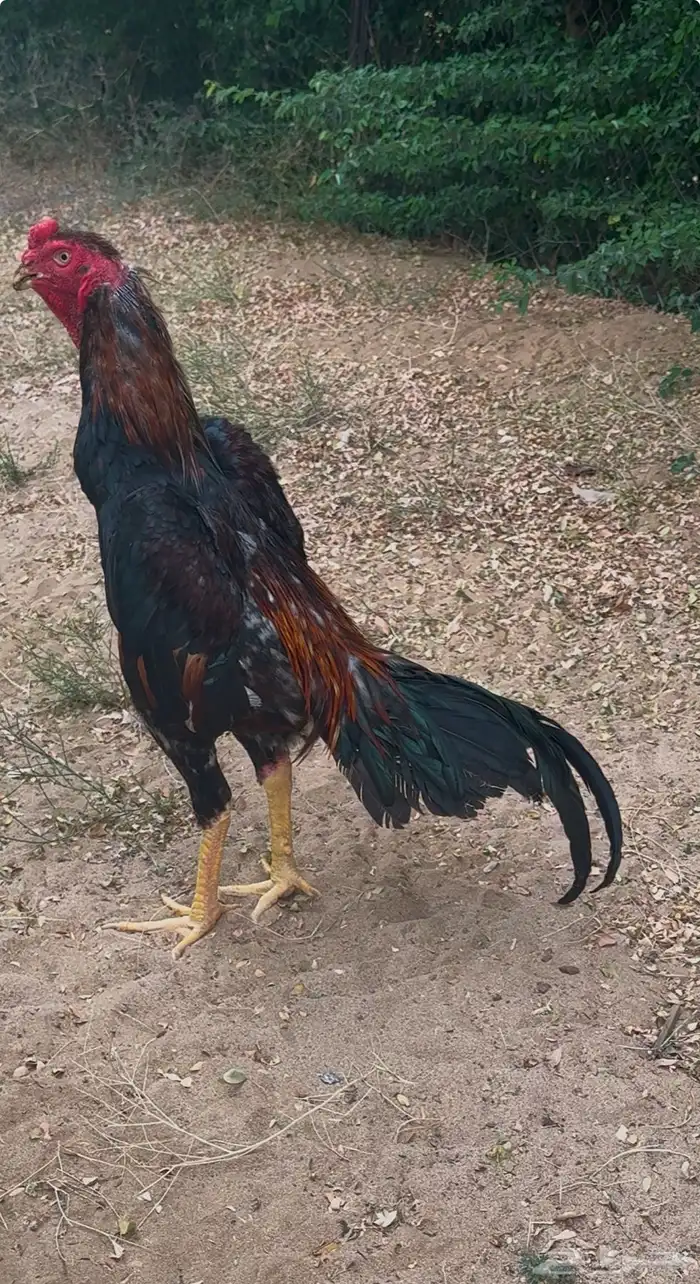 شامو ياباني 1