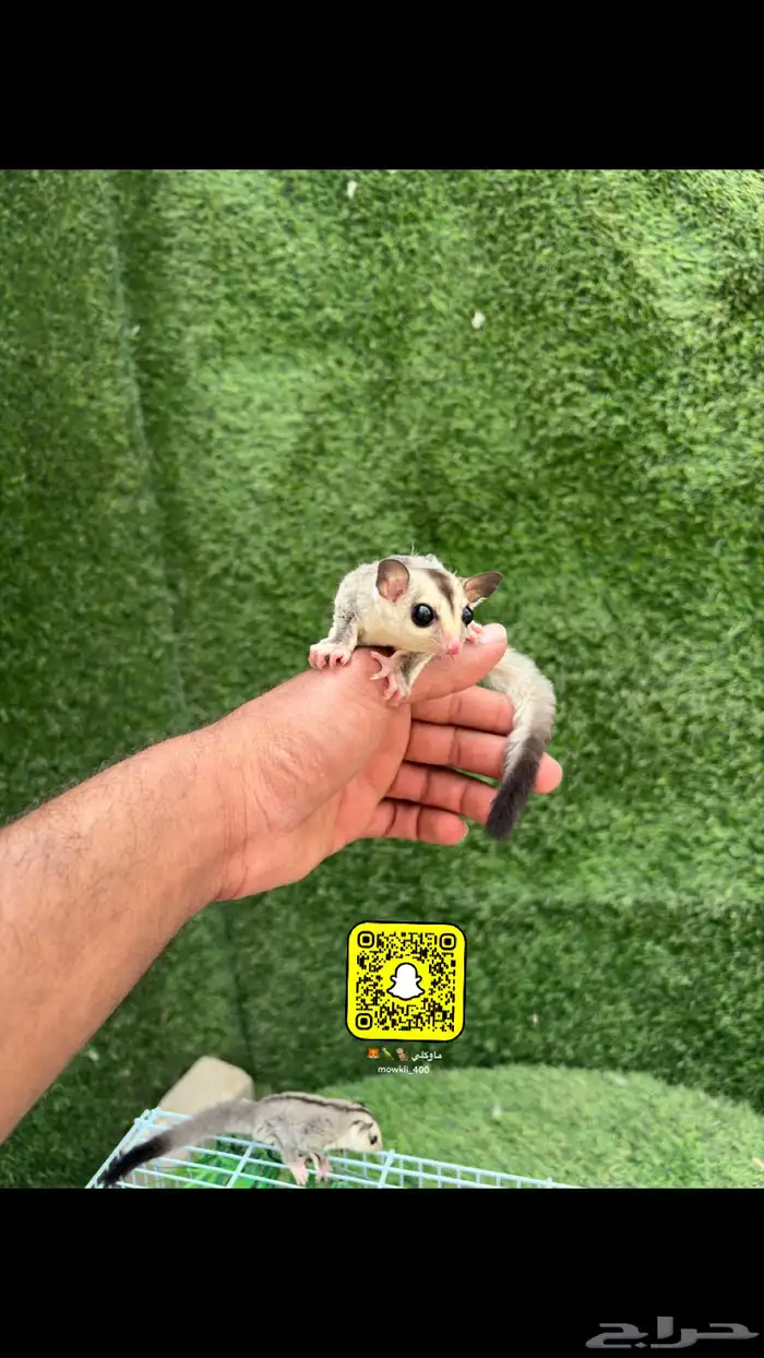 سناجب الطائر او الشقر قلايدر 0