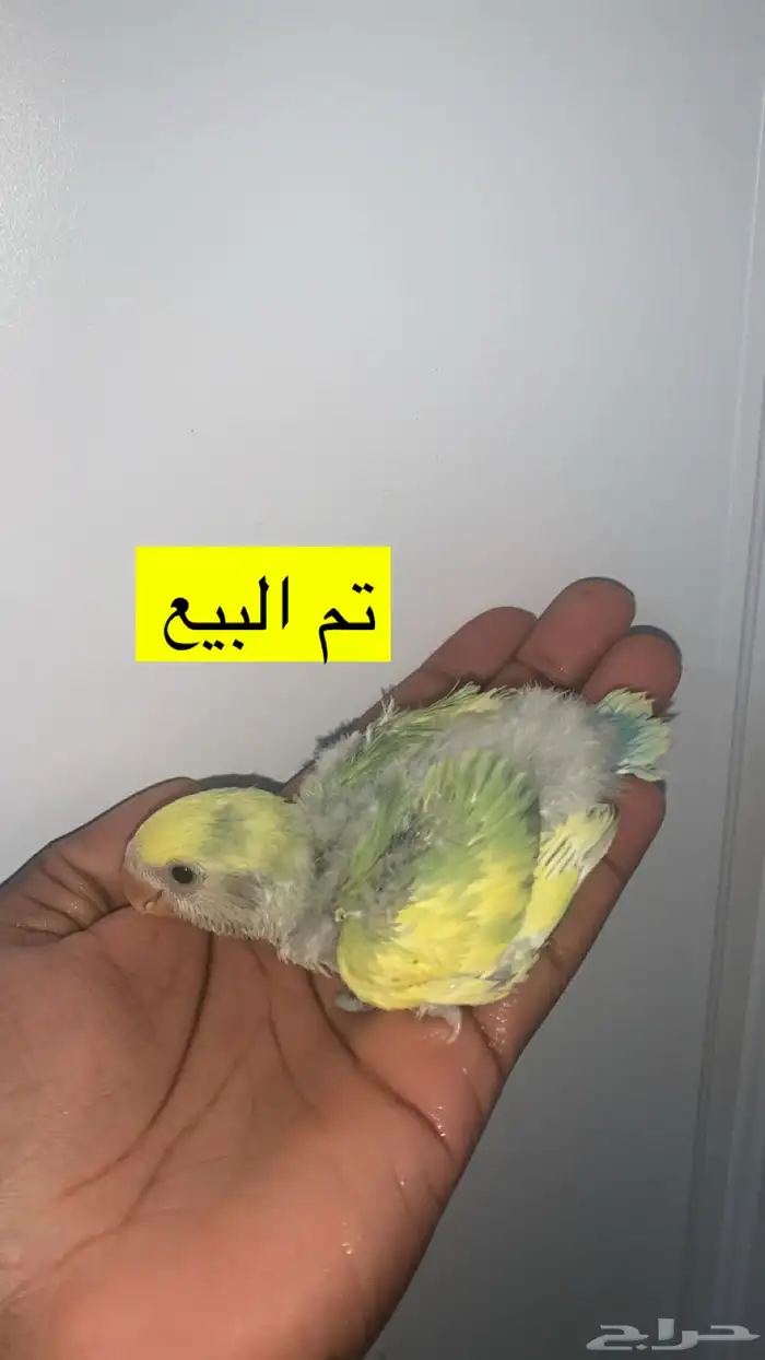 6 فروخ روز ( تم الببع ) 5