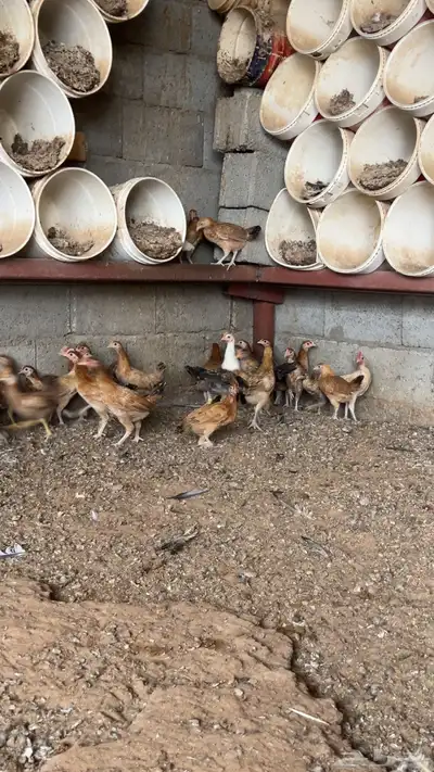 صوص بلدي 2